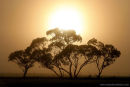 Mallee Sunrise